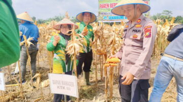 Kompak Pakai Caping, Kapolsek Tapung Hilir Bersama BPP dan PT SEBAL Panen Jagung Dukung Ketahanan Pangan